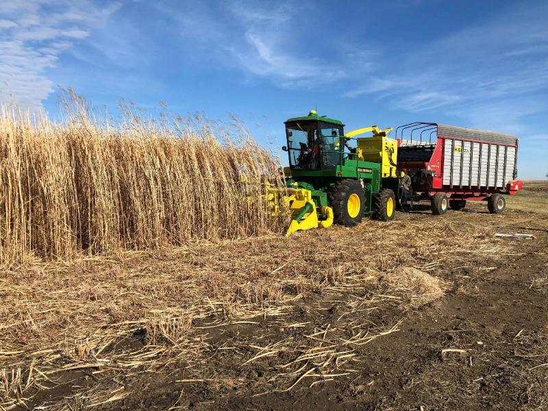 A Cost-Effective Solution to Climate Change: Burying Biomass in Dry Landfills