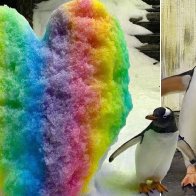 Australia: Politician accuses Sydney aquarium of 'making fake gay penguins' | World News | Metro News