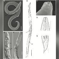 A worm has been revived after 46,000 years in the Siberian permafrost