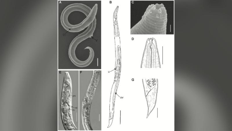 A worm has been revived after 46,000 years in the Siberian permafrost