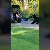 B.C. bear caught on camera stealing golf bag