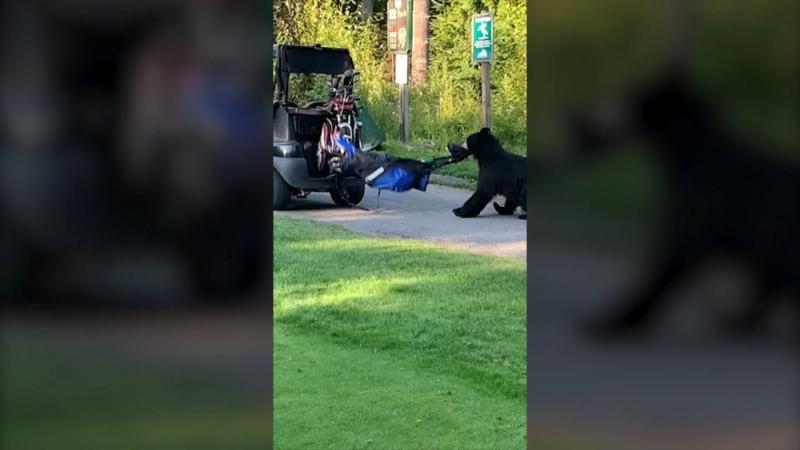 B.C. bear caught on camera stealing golf bag