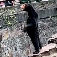 Forget Trump's indictments. We should be worried about China's man-bear hybrids.