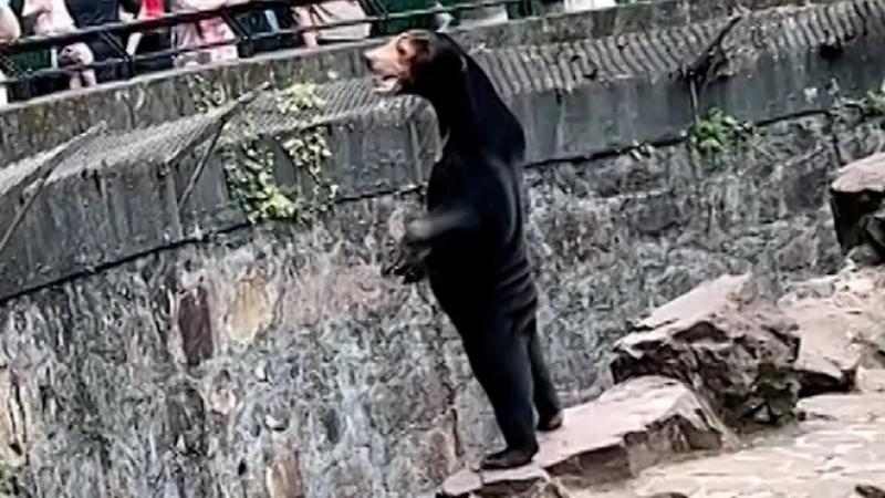 Forget Trump's indictments. We should be worried about China's man-bear hybrids.