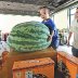 Watermelon testers still in high demand