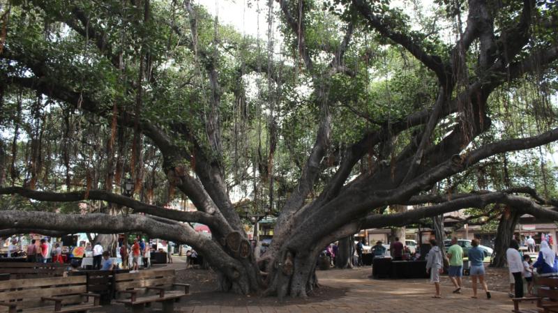 Ring by ring, majestic banyan tree in heart of fire-scorched Lahaina chronicles 150 years of history