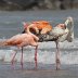 Flamingos In Wisconsin? Tropical Birds Visit Lake Michigan Beach In A First For The Northern State