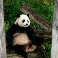 Washington Says Goodbye To Pandas Amid Bitter US-China Backdrop | Barron's