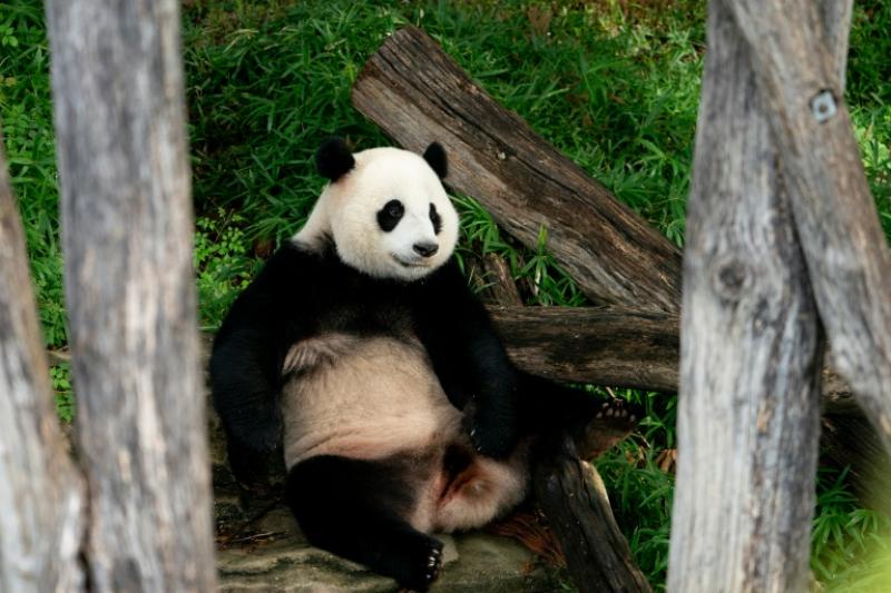 Washington Says Goodbye To Pandas Amid Bitter US-China Backdrop | Barron's