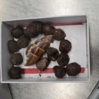 Giraffe poop seized at airport from traveler returning to US from Kenya
