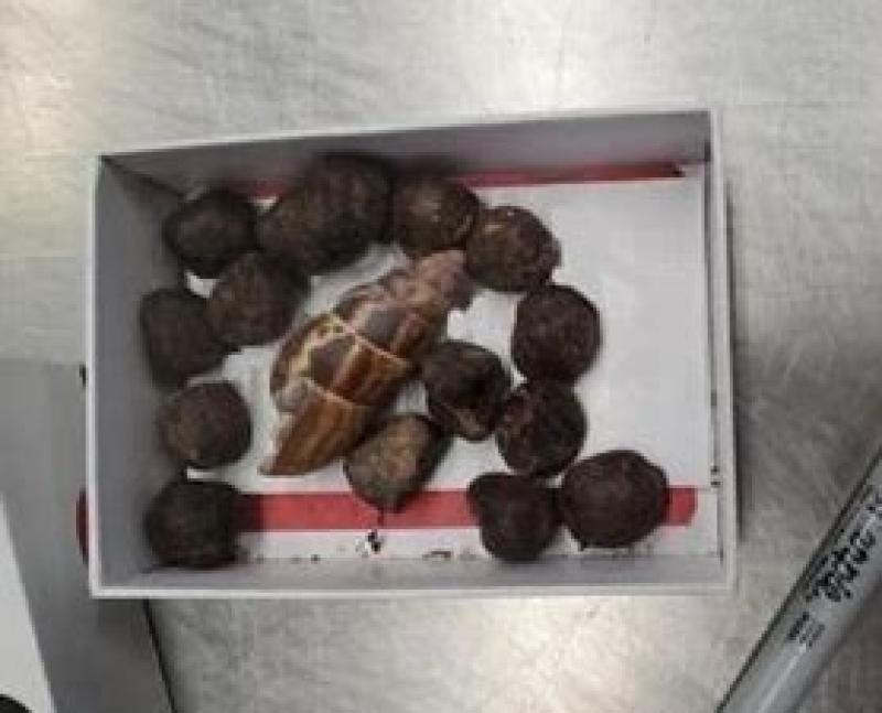 Giraffe poop seized at airport from traveler returning to US from Kenya