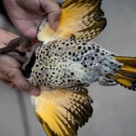 Nearly 1,000 migrating songbirds perish after crashing into windows at Chicago exhibition hall | AP News