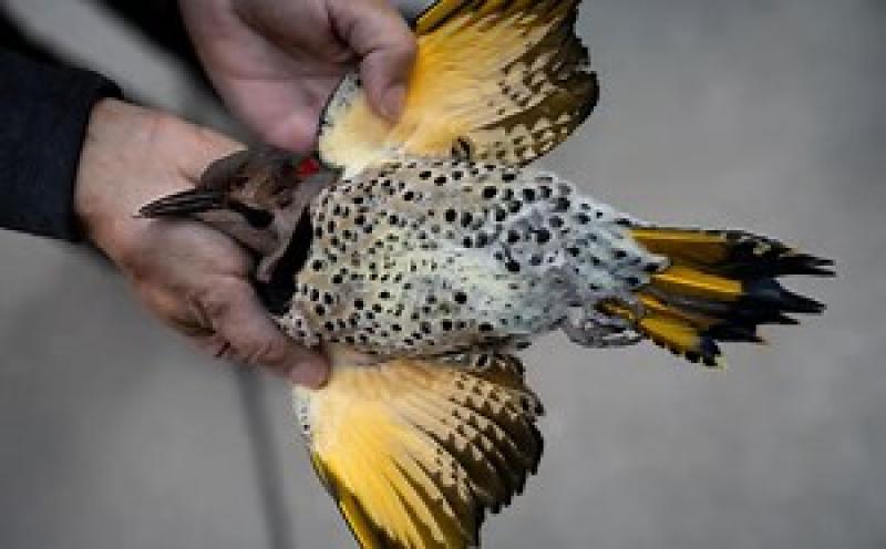 Nearly 1,000 migrating songbirds perish after crashing into windows at Chicago exhibition hall | AP News