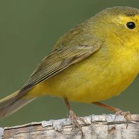 Bird Names Being Changed Over 'Racist' Ties Sparks Backlash