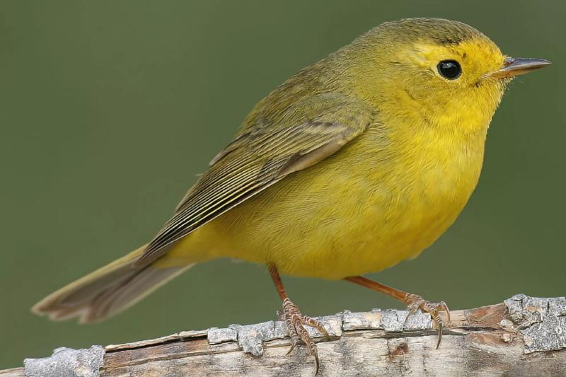 Bird Names Being Changed Over 'Racist' Ties Sparks Backlash