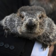 2024 Groundhog Day: Punxsutawney Phil did not see shadow, predicts for early spring  - ABC7 San Francisco