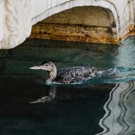 Las Vegas' Bellagio pauses fountain show when rare bird visits
