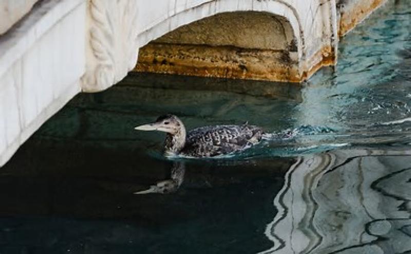 Las Vegas' Bellagio pauses fountain show when rare bird visits