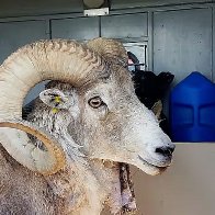 US rancher used tissue and testicles to breed 'giant' sheep to sell for hunting 