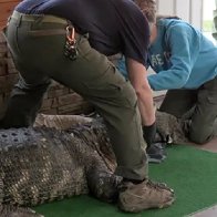 Ailing alligator kept illegally in NY home's swimming pool is seized by authorities