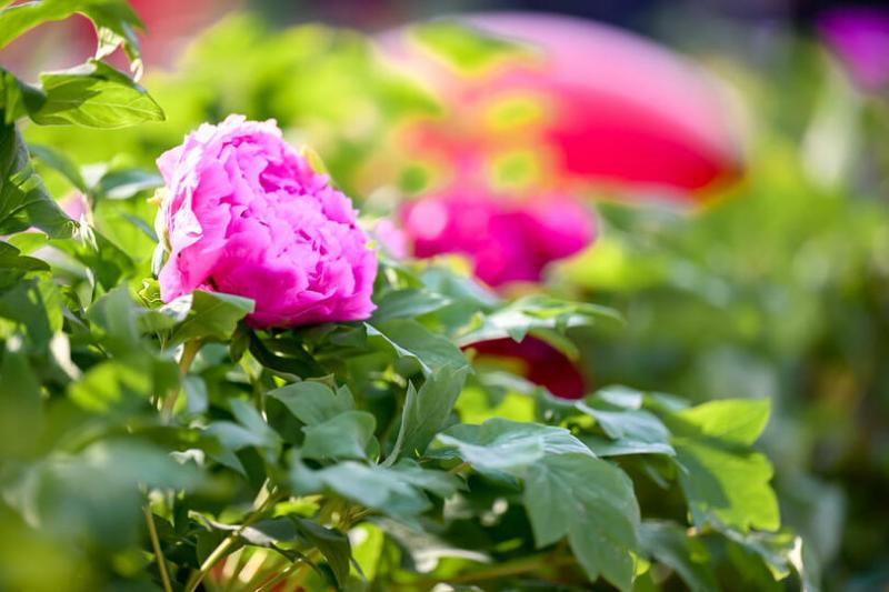 Annual Peony Culture Festival Kicks off in Luoyang