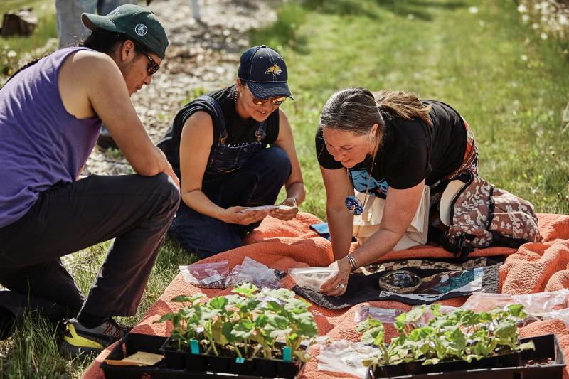 News of the weird: Food sovereignty movement sprouts as bison return to indigenous communities 