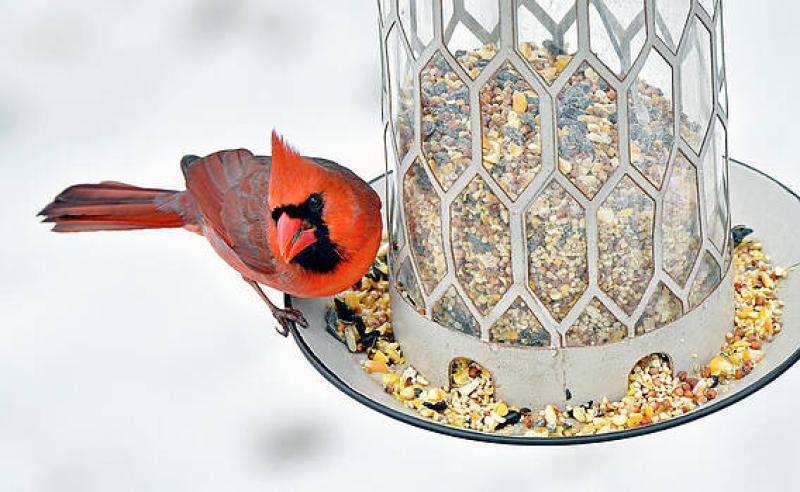 Birds in the Snow; Getting to be that Time Again on Creative Arts Three Day Weekend