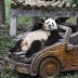 Panda Mang Cancan named Chongqing's traffic safety ambassador