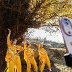 Ancient gingko tree grows more beautiful with age