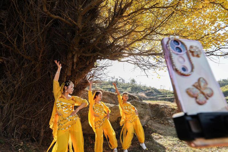 Ancient gingko tree grows more beautiful with age