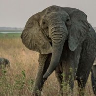 Shrinking trees and tuskless elephants: the strange ways species are adapting to humans