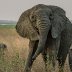 Shrinking trees and tuskless elephants: the strange ways species are adapting to humans