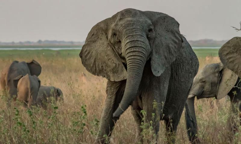 Shrinking trees and tuskless elephants: the strange ways species are adapting to humans