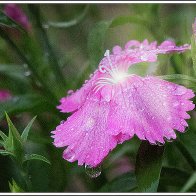 A Flowery Departure from the Cold on Creative Arts Three Day Weekend