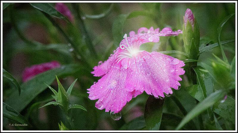 A Flowery Departure from the Cold on Creative Arts Three Day Weekend