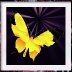 Bring on the Flowers & Pollinators ~ It's Creative Arts Three Day Weekend