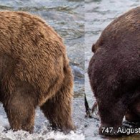 America’s fattest bear is about to be crowned