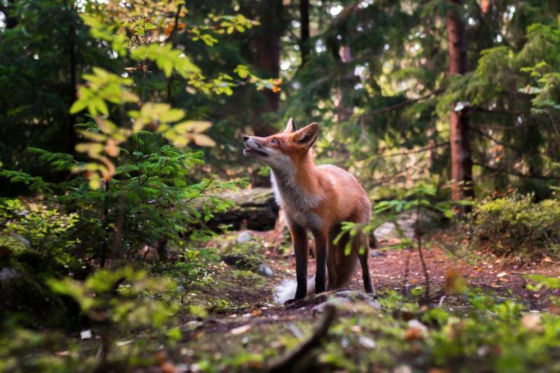 Woodland animals leap from the screen in Finnish photographer's work