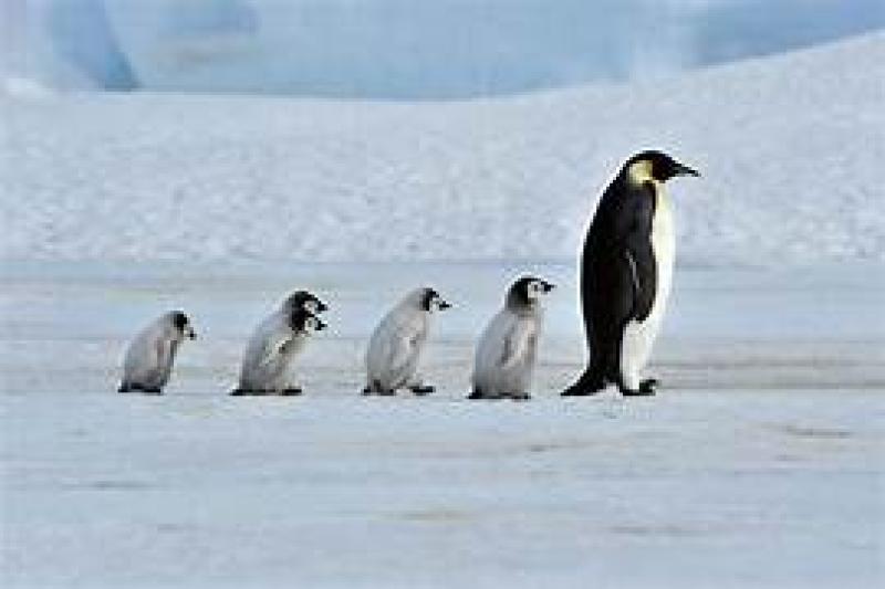 The Problem of Induction - N+1 and Penguins