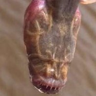 Angler Stumbles Across An Elusive Sea Creature That Looks Like The Chestbuster Alien