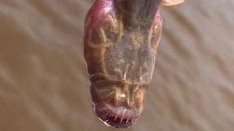 Angler Stumbles Across An Elusive Sea Creature That Looks Like The Chestbuster Alien