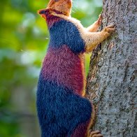 Fifty shades of grey squirrel: Multi-coloured variety of the common rodent leaps from branch to branch as it looks for food in India