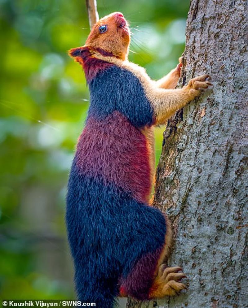 Fifty shades of grey squirrel: Multi-coloured variety of the common rodent leaps from branch to branch as it looks for food in India