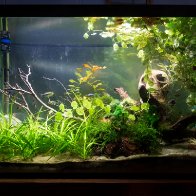 Cinematic 29 Gallon Planted Aquarium