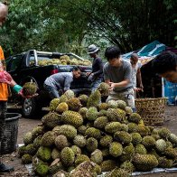 Decades ago, he stole a tree branch. Now he is the Durian King