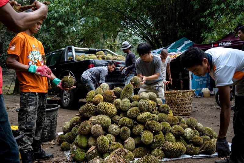 Decades ago, he stole a tree branch. Now he is the Durian King