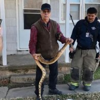 Kansas man finds 6 foot boa constrictor in his couch.