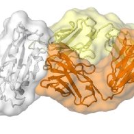 Scripps Research finds ‘possible Achilles heel’ in the coronavirus 