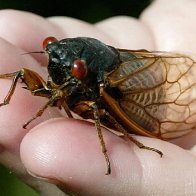 They're Back: Millions Of Cicadas Expected To Emerge This Year  