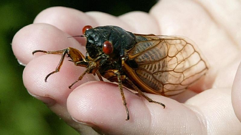 They're Back: Millions Of Cicadas Expected To Emerge This Year  